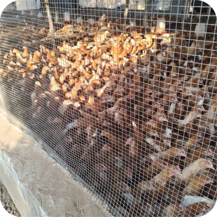 Élevage Responsable